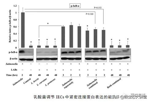 乳酸菌治疗肠炎吗,沙门氏菌感染吃益生菌管用吗
