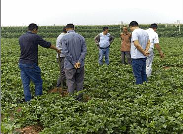 安国中药材新市场,安国药材新枝图片