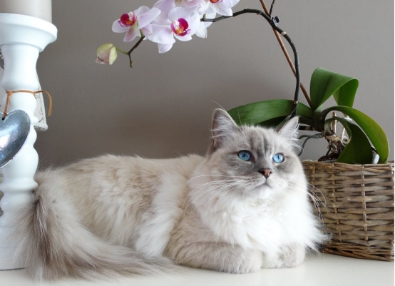 猫咪经常换主食罐头会怎么样,猫咪软便可以吃主食罐头吗