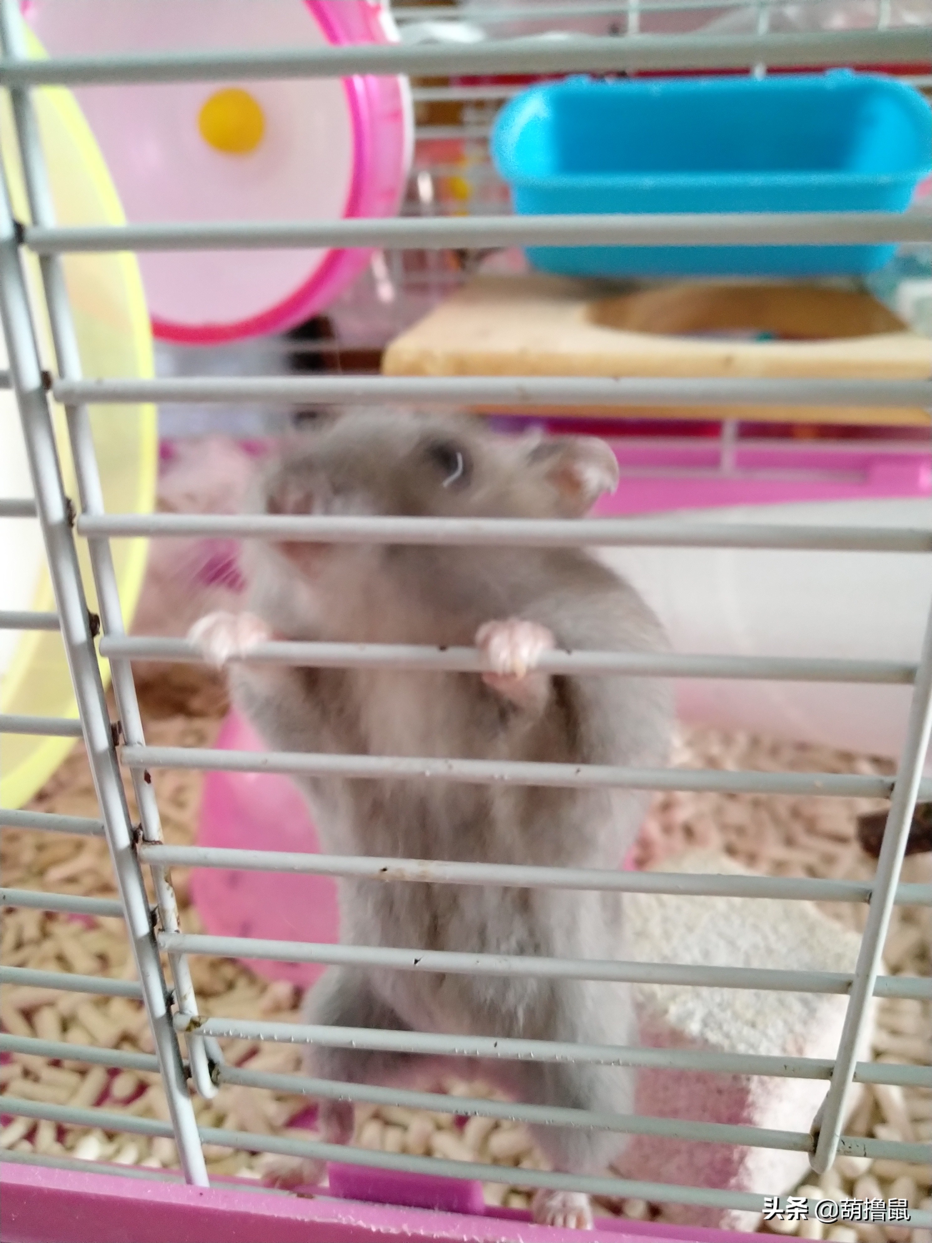 仓鼠怀孕注意事项和禁忌,仓鼠怀孕后一定要分开养吗