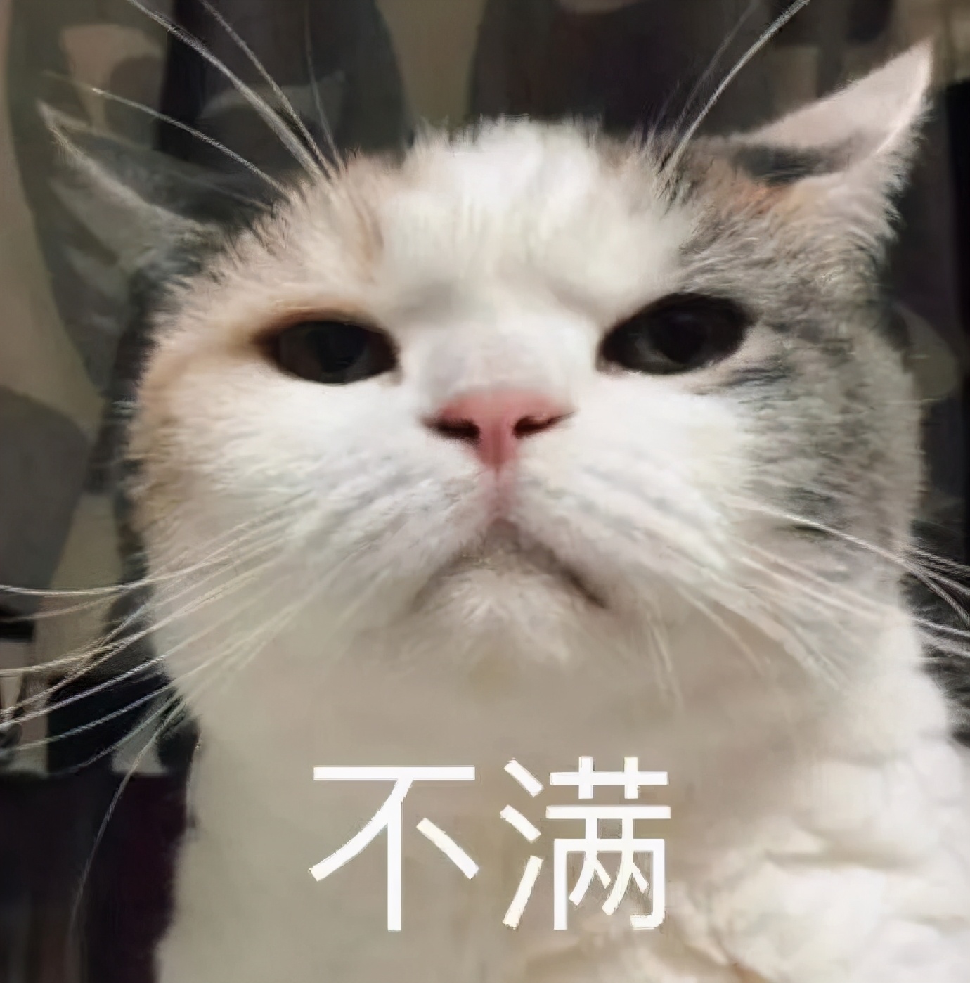 养猫真的不会被抓吗,央视辟谣养猫