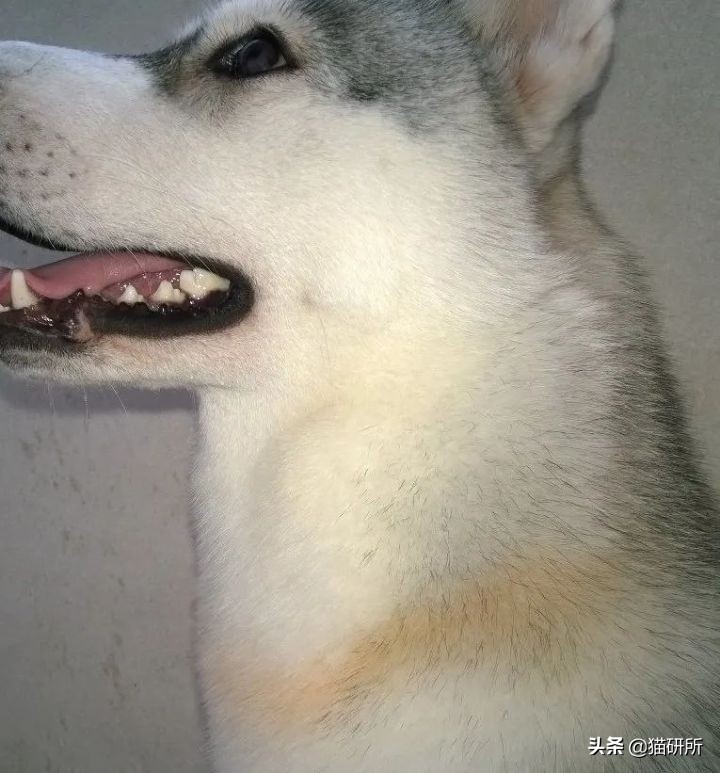 猫咪项圈对猫咪有危害吗,猫项圈给猫咪带来的危害