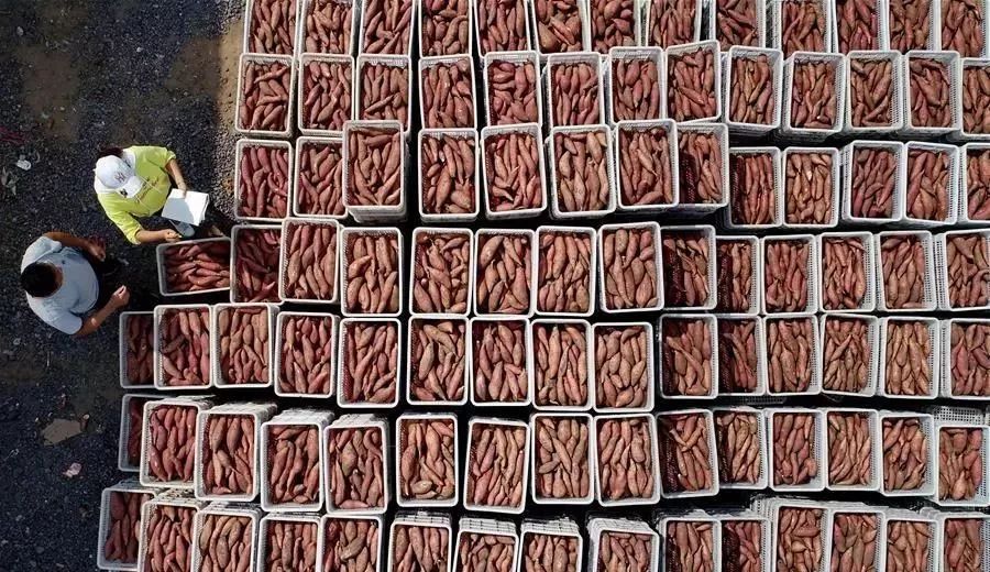 国家乡村振兴战略规划第二个五年,乡村振兴战略规划公立性卫生室