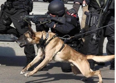 马犬适合用笼子养还是用链子养,养马犬还是养狼青好