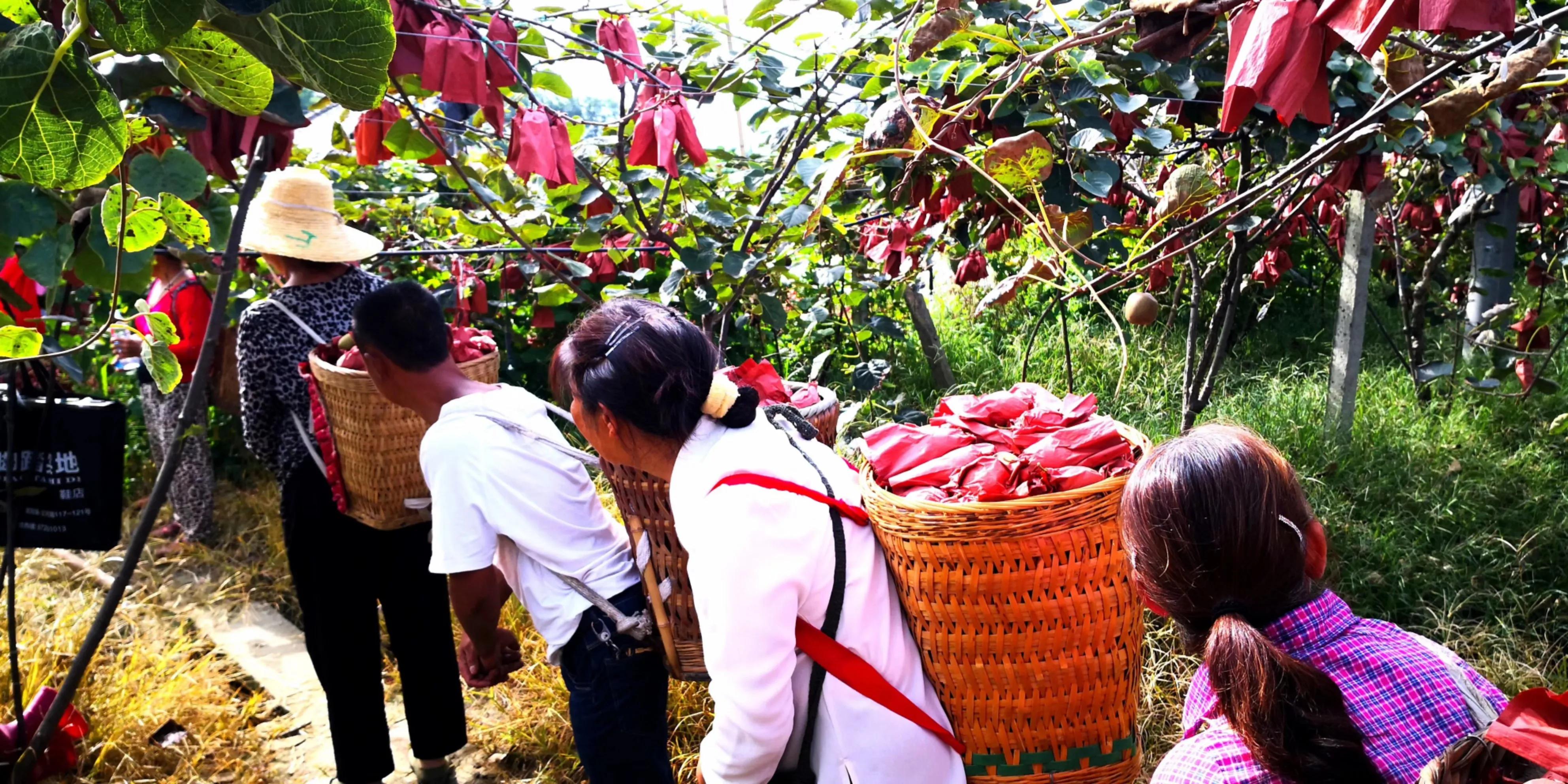 秋天的怀念作者,秋天的怀念