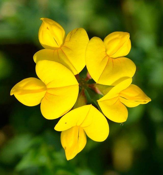 罕见的奇花异草 (160种奇花异草绝对有你没见过的)