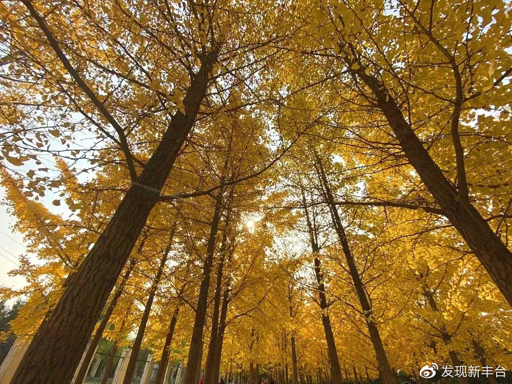 丰台赏秋景最好的地方,丰台赏秋好去处