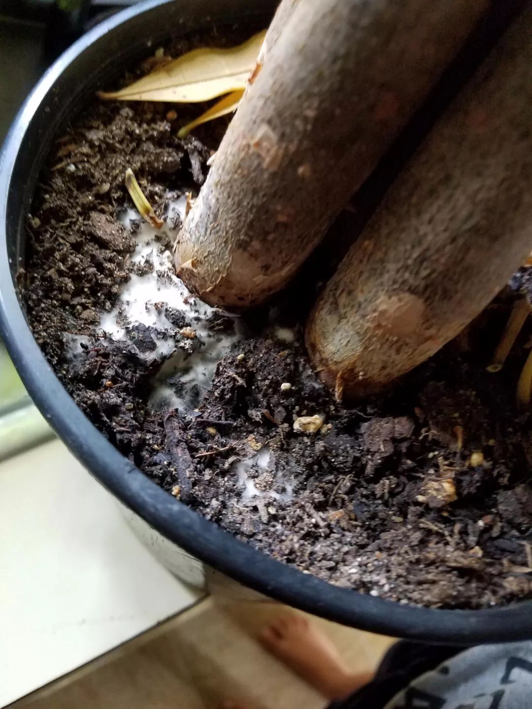 发财树叶子都黄了怎么养回来,发财树发现有一株烂根了怎么办