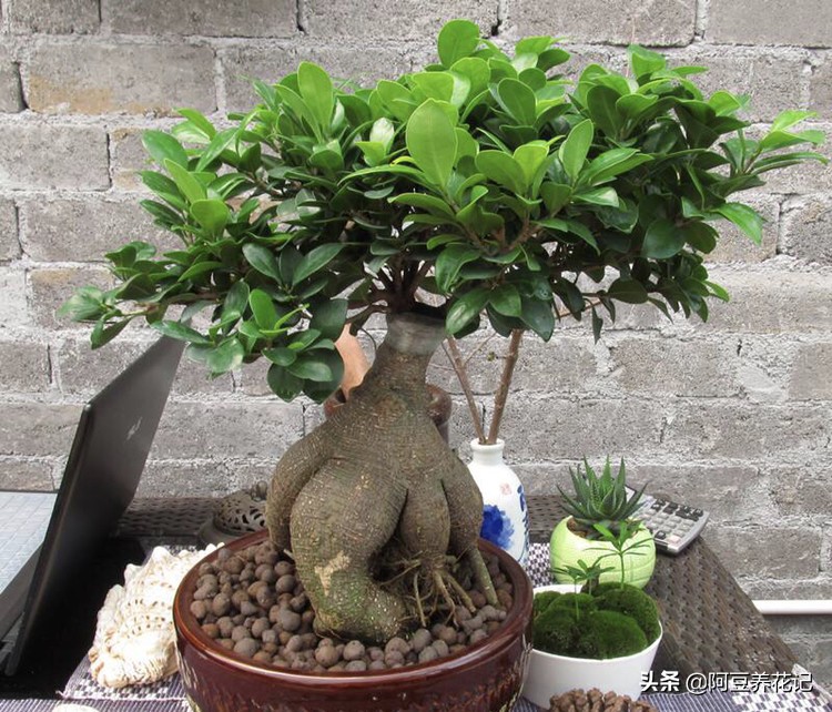 人参榕怎么养怎么修剪,人参榕怎么养护最好
