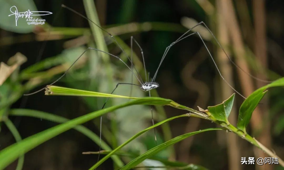 我的昆虫记封面,我的昆虫记作文300字
