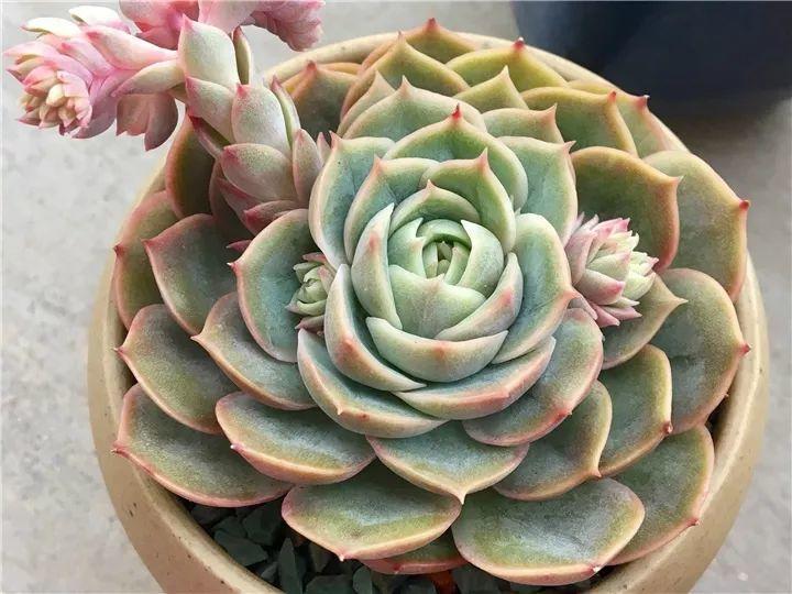 100种常见多肉的养法图片大全,60种好度夏的多肉植物