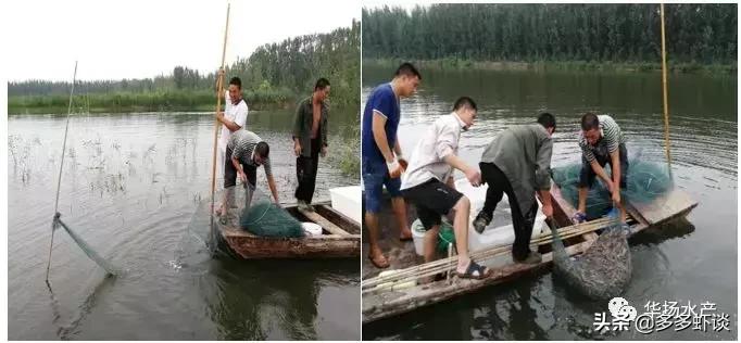 虾蟹高效养殖方法和技术,虾蟹混养如何提高青虾的养殖效益