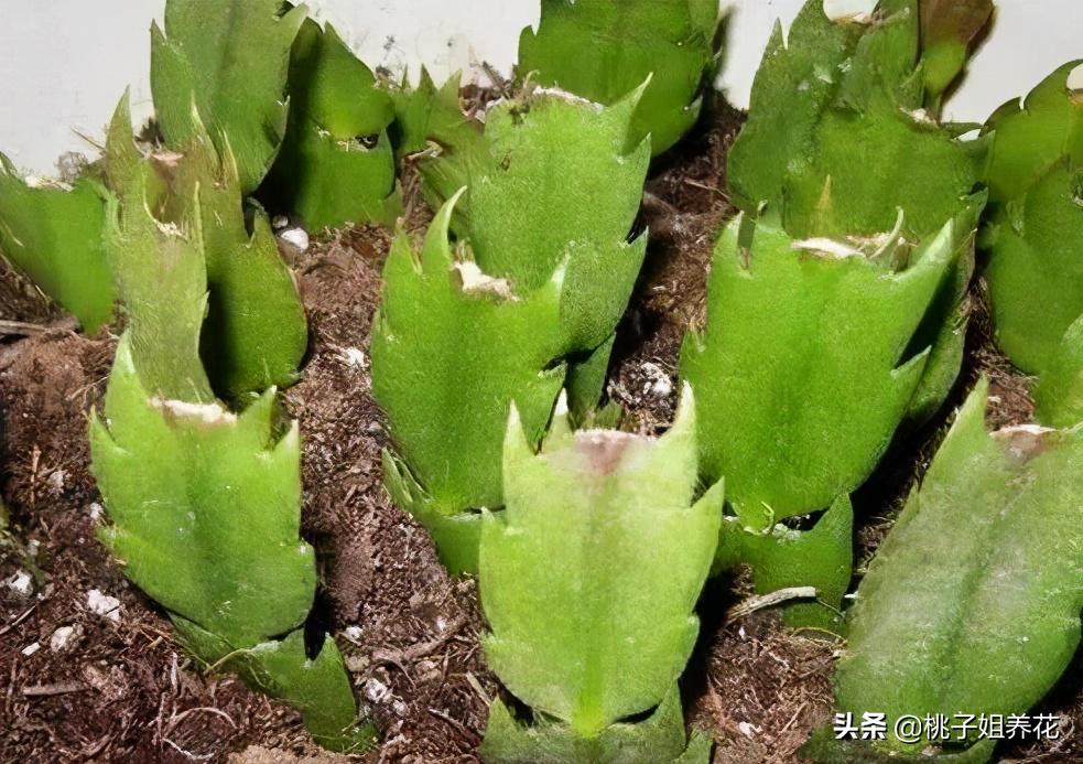 这3种自制“生根水”，用来扦插君子兰、蟹爪兰，插1盆活1盆