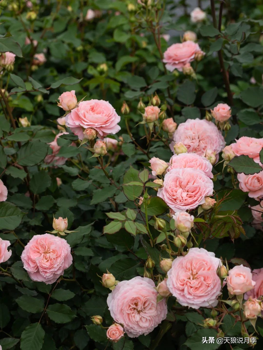 2022年天狼月季新品,月季天狼新品曝光