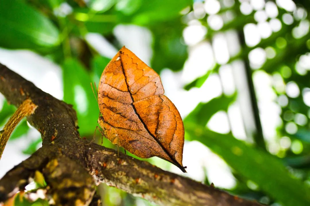 躲进这道地球上“美丽的伤痕”里，感受盛夏直降10℃的清凉