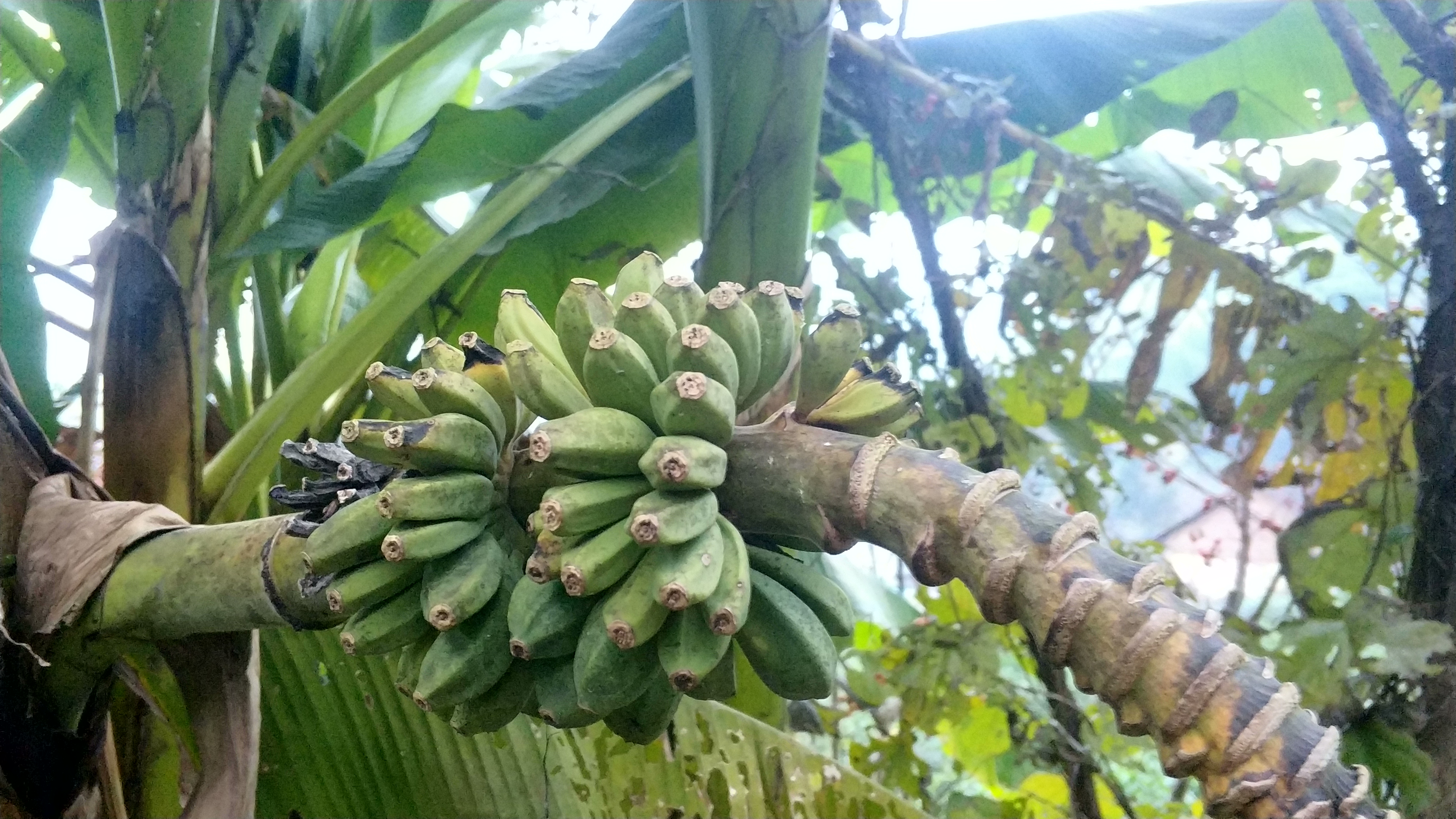 芭蕉树结的果是香蕉吗,香蕉树上有芭蕉树吗