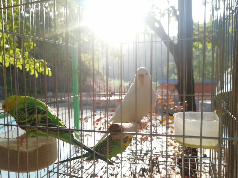 洛阳栾川竹海野生动物园值得去吗,洛阳栾川竹海野生动物园都有什么