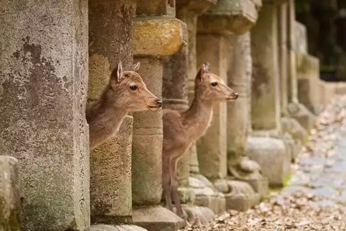 正仓院都是盛唐*物文**？事实是，95%是日本制