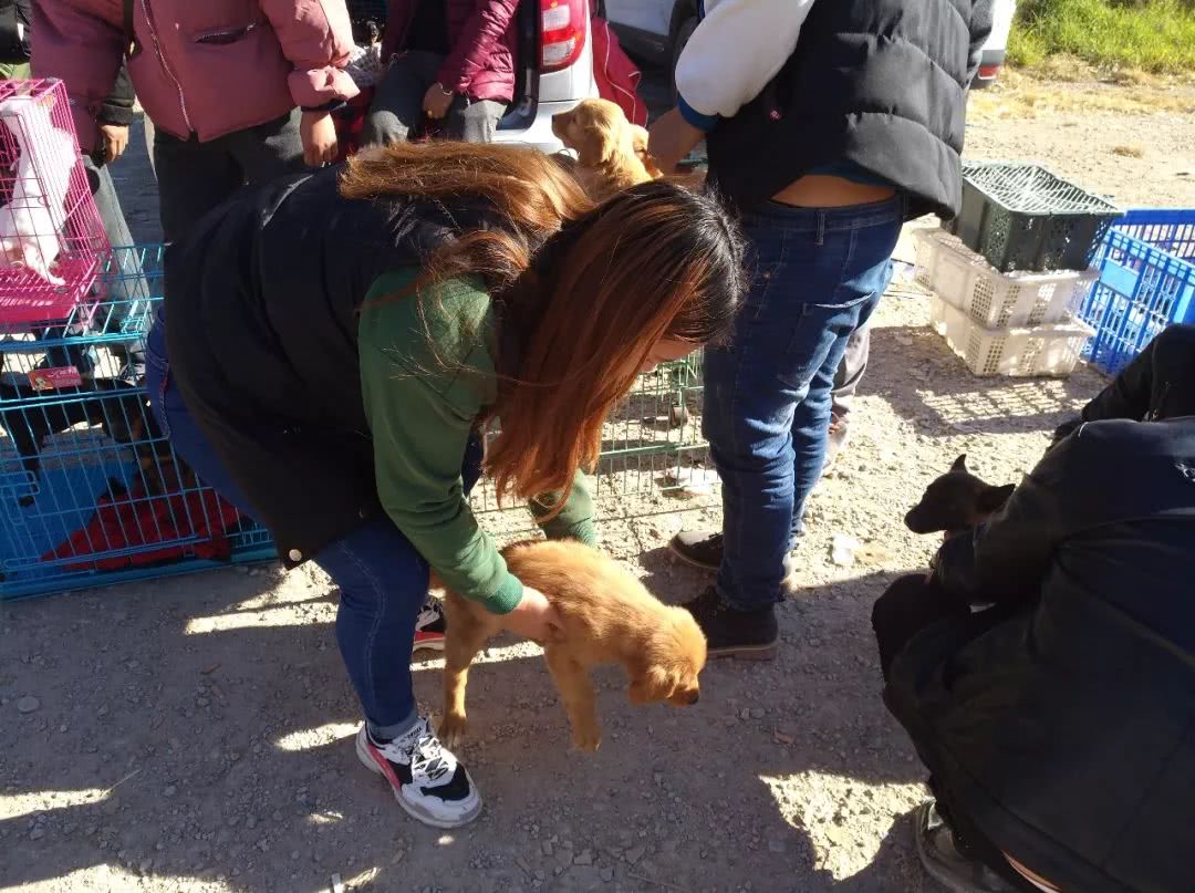 去狗市买200块钱一只的金毛,狗市商贩