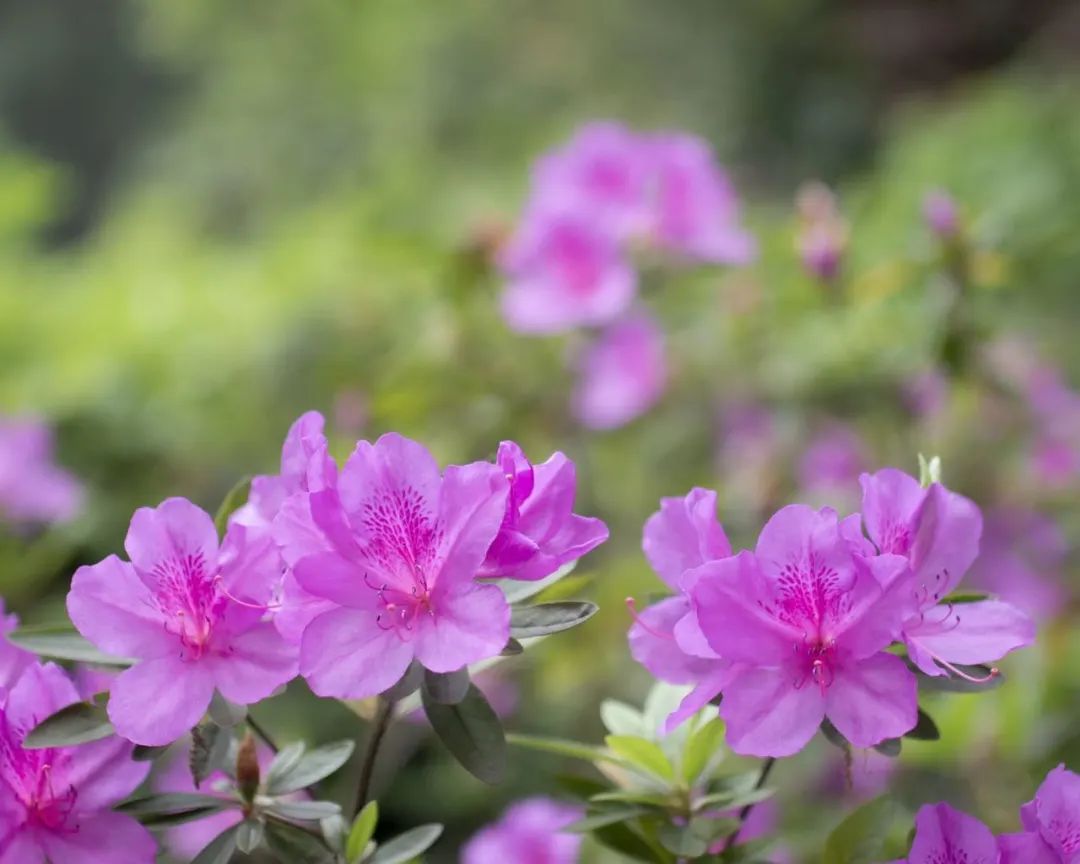 欣赏西湖的全景太美了,西湖美景实在美怎么也看不够