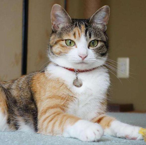 宠物猫有哪些品种比较好养,猫的品种都有哪些中华田园猫