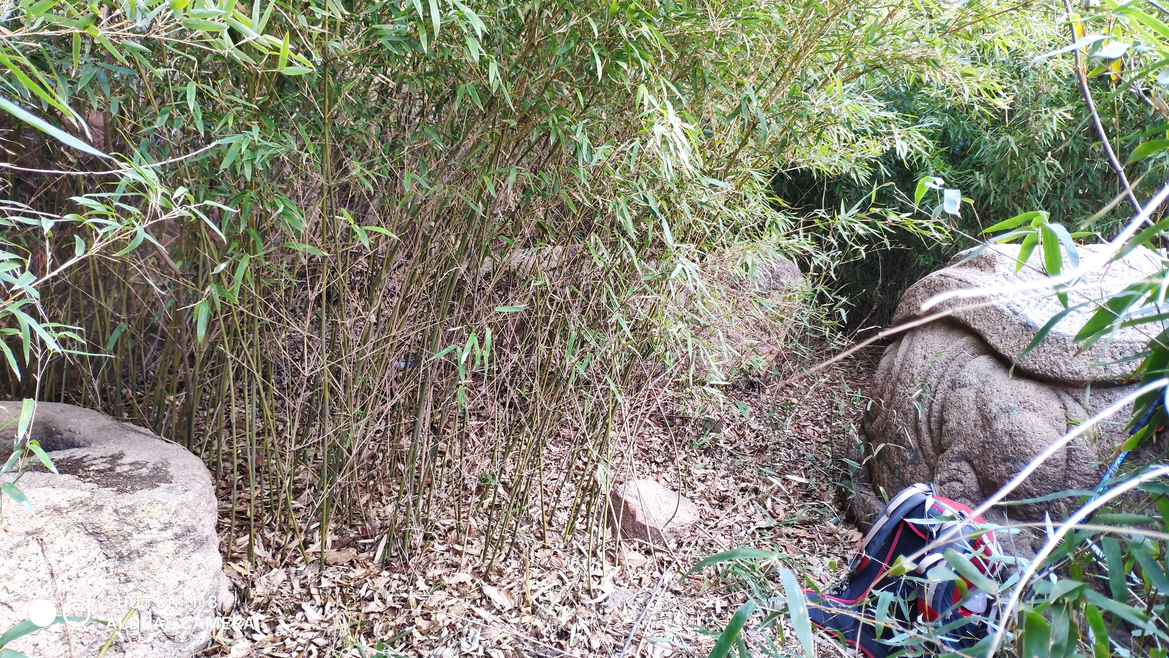 崂山水畔菜蔬鲜，黄石洞中书韵长