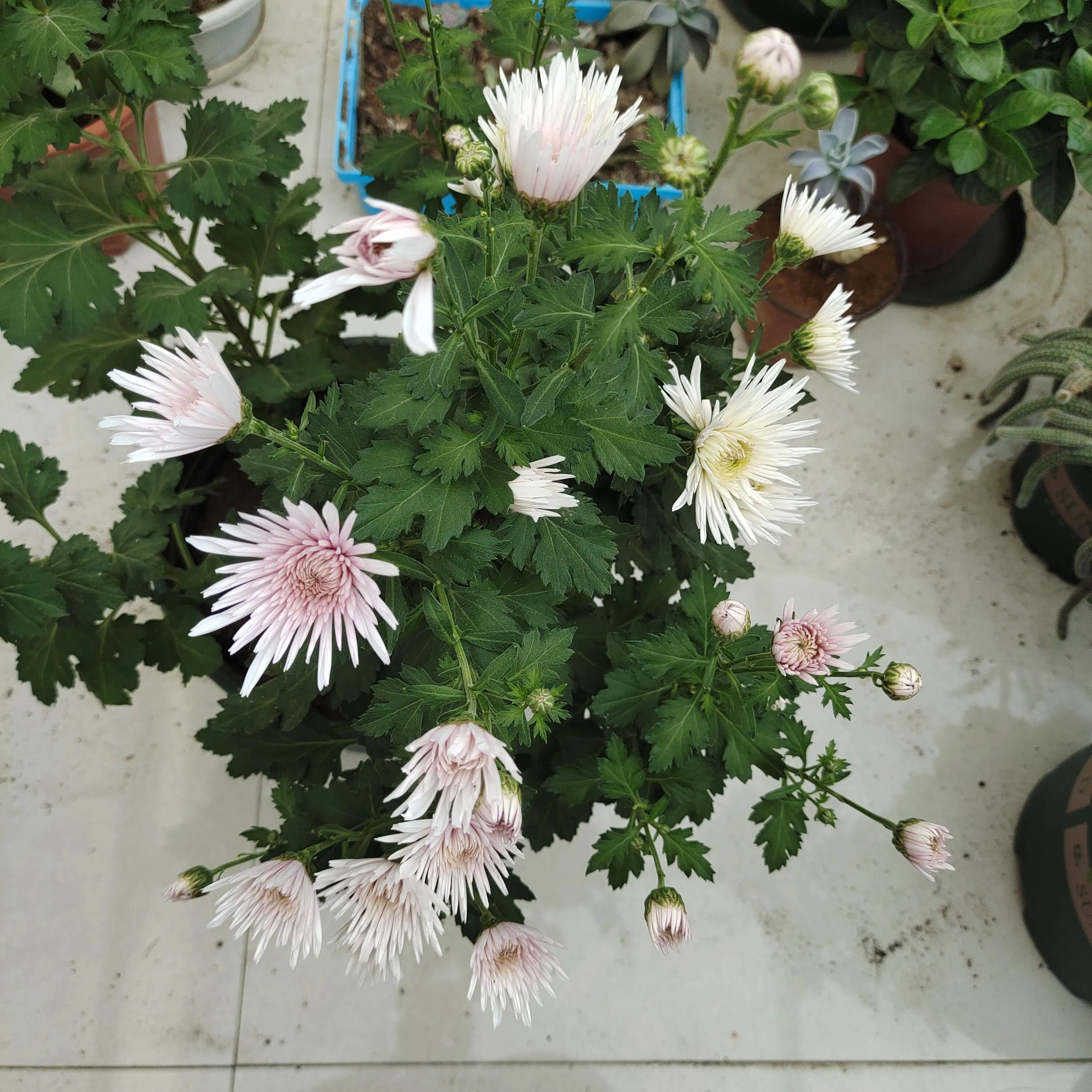 菊花苗怎样种植成活率高,拼多多上买的菊花种子是真的