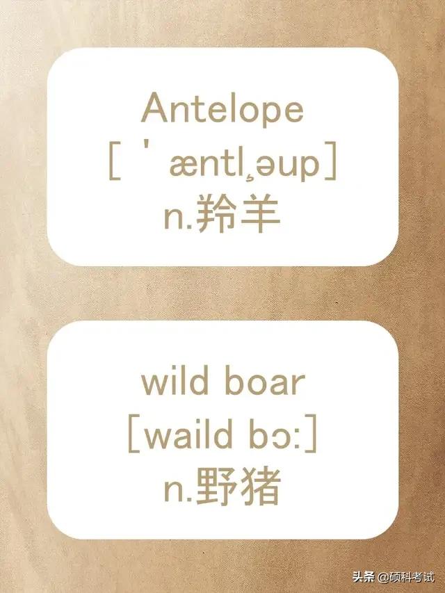 动物的英文拼写及音标,关于动物的单词及音标