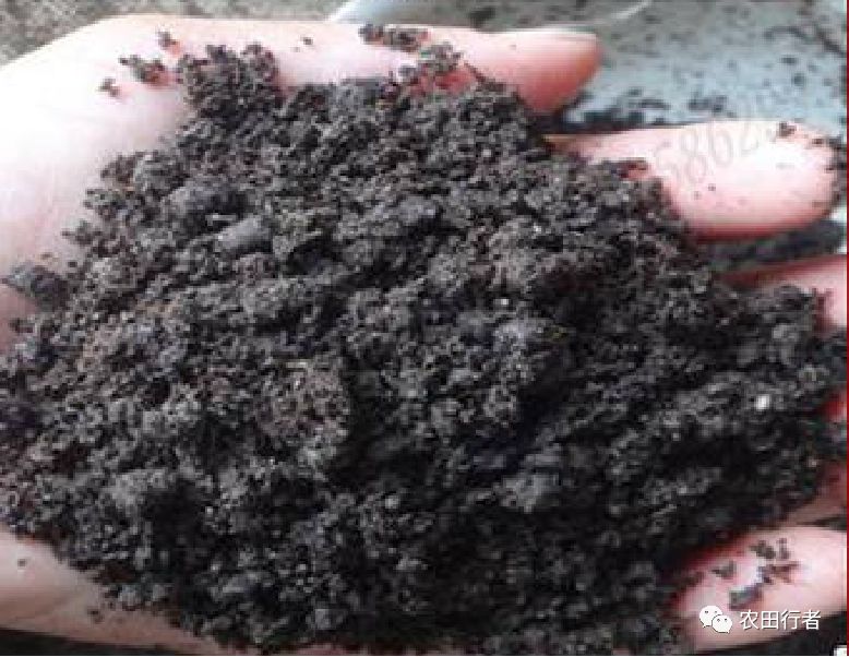 鸡粪不发酵直接上地里的危害,没发酵的鸡粪有什么危害