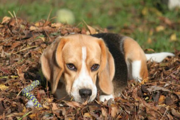 狗狗不吃东西怎么办也不拉粑粑,狗狗不吃食物精神正常怎么回事