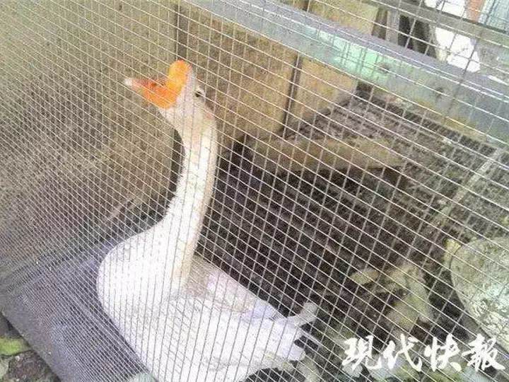 奇葩新闻大全爆笑合集,各种奇葩新闻笑死人