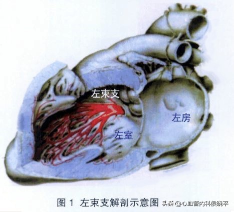 心脏完全性左束支传导阻滞危险吗,完全性左束支传导阻滞是心脏病吗