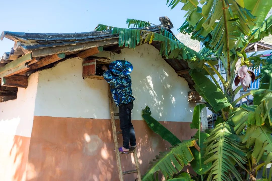 土蜂蜜取蜜全过程,土蜂蜜正确取蜜方法