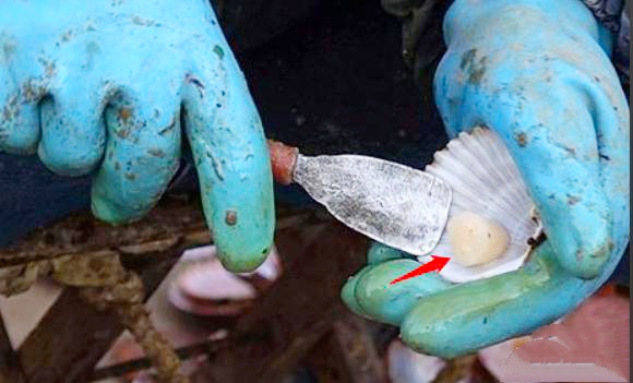 哪个地方的瑶柱品质好,正宗瑶柱价格表