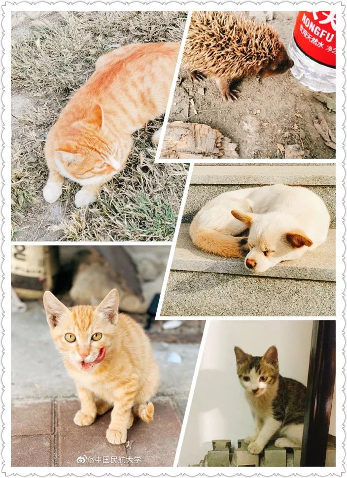 中国民航大学地位,中国民航大学很牛吗现在还有吗