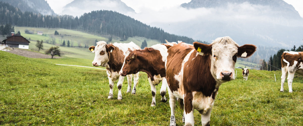 育肥牛预混料主要添加哪些添加剂,育肥牛预混料喂母牛
