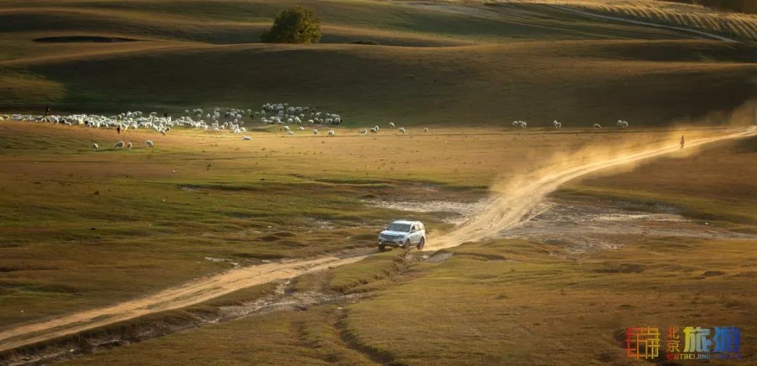一到秋天,这里就美成了金色天堂!全世界独一份!