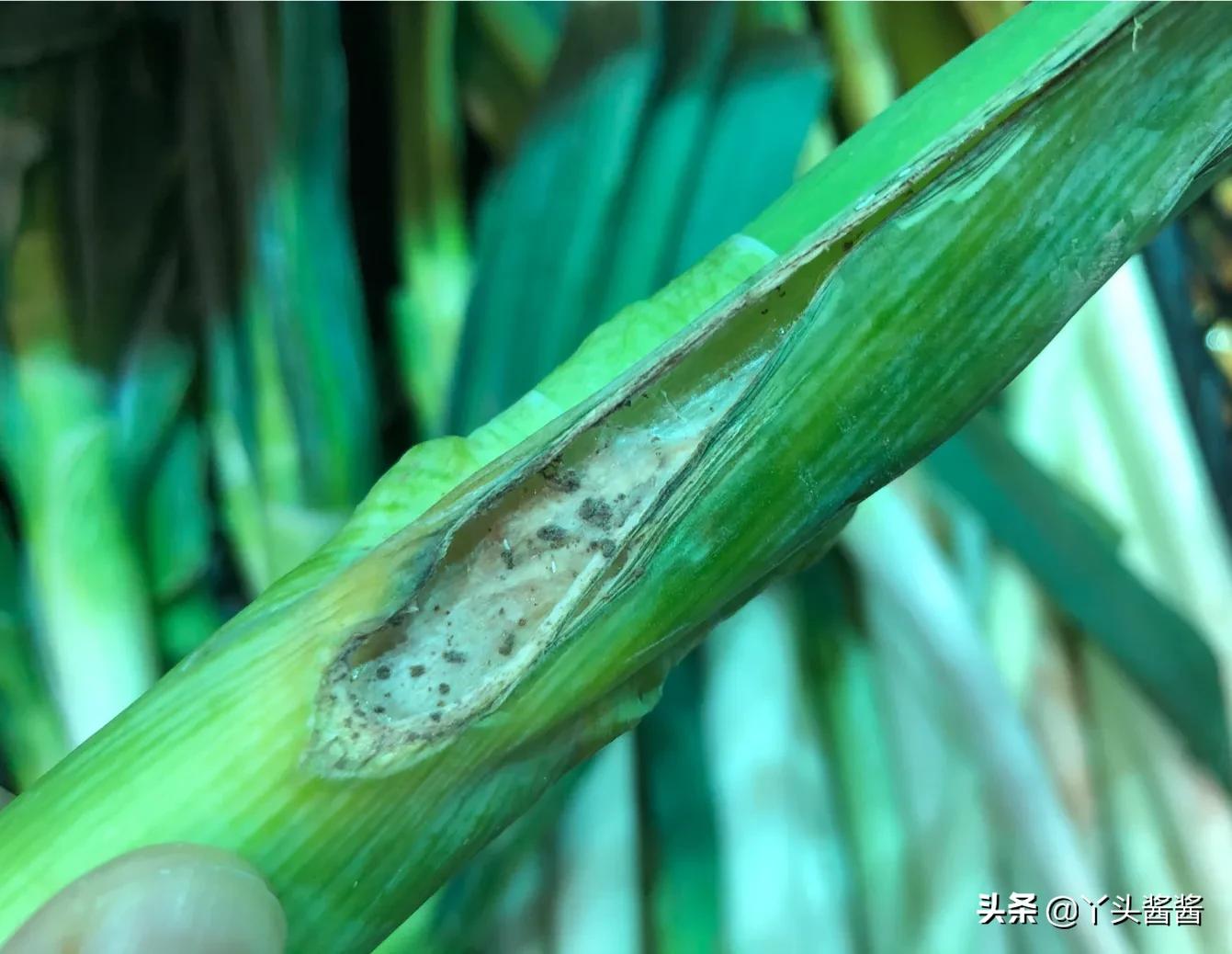 挑选大葱的正确方法视频,大葱怎么挑选甜的