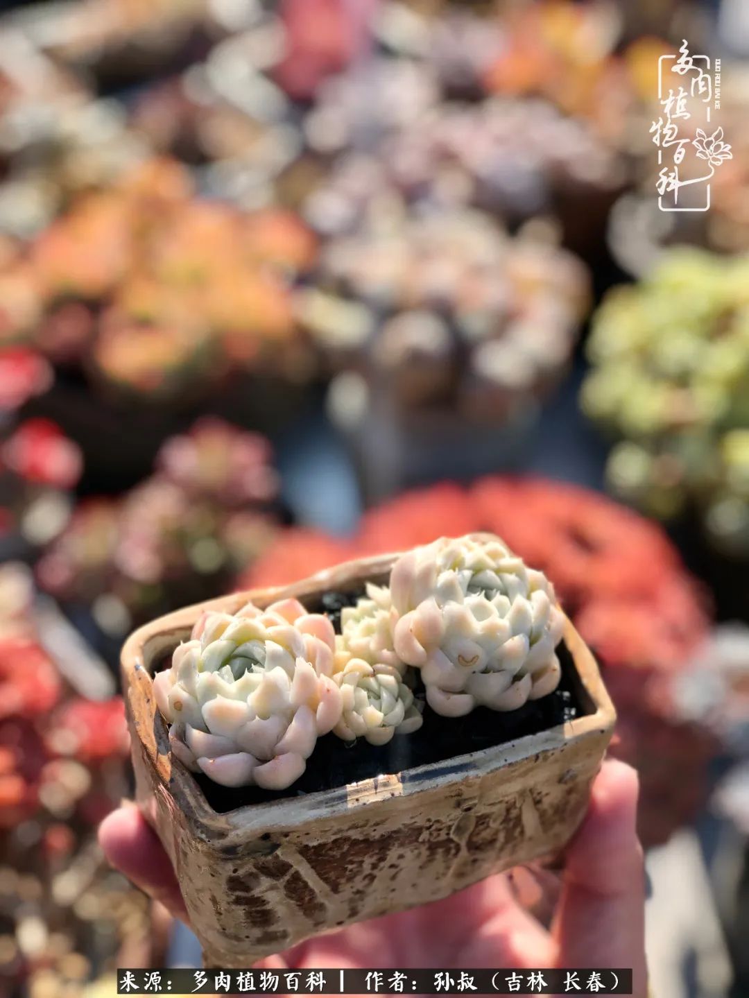 与多肉一起成长,与多肉相伴
