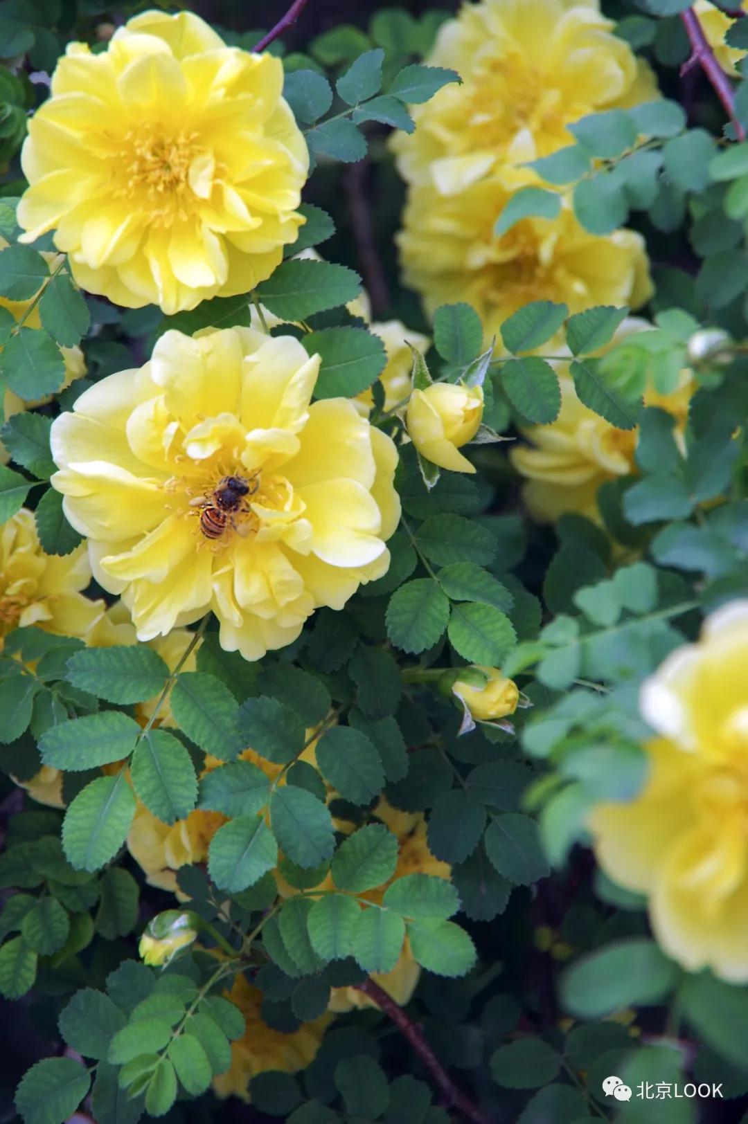 北京动物资源分布图,北京野生动物种类大全图片