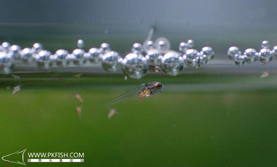 中国斗鱼繁殖直播教程视频,繁殖中国斗鱼要多大的鱼缸