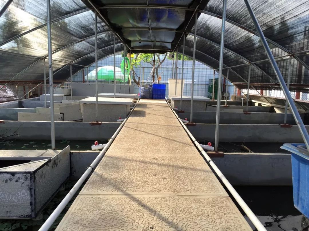 金钱龟是不是骗局,金钱龟未来十年行情