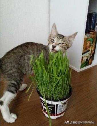 猫咪为何如此钟爱猫草,猫咪为什么喜欢吃猫猫草