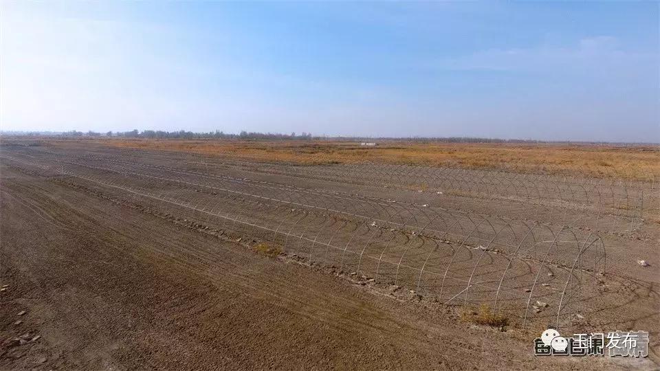 甘肃玉门枸杞项目,甘肃玉门的枸杞怎么样