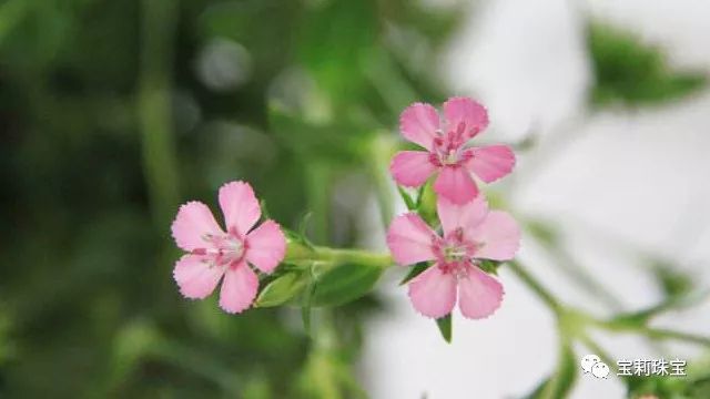 初美优选樊莉莉：相思红豆