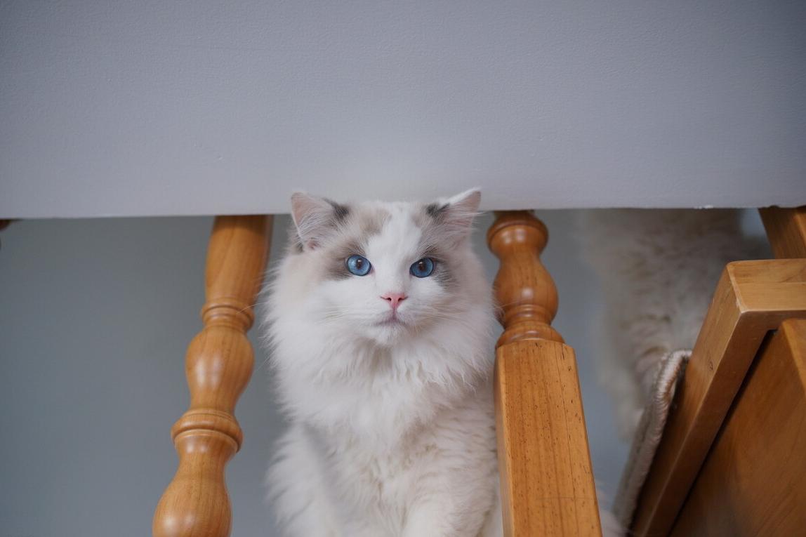 想养一只布偶猫怎么办,饲养布偶猫有什么注意事项