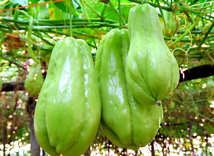 什么样的品种的佛手瓜最好吃,高产的佛手瓜