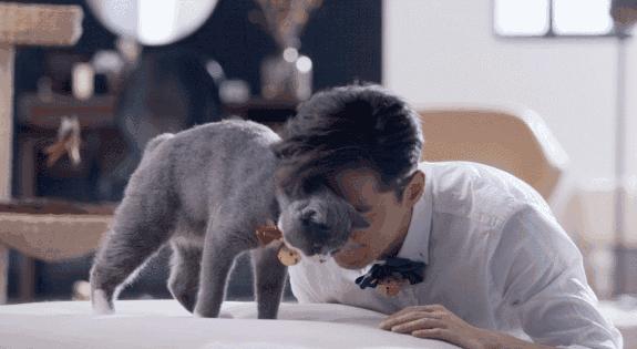 拜奥高犬猫三联抗体检测怎么看,猫咪打完猫三联后要检测抗体吗