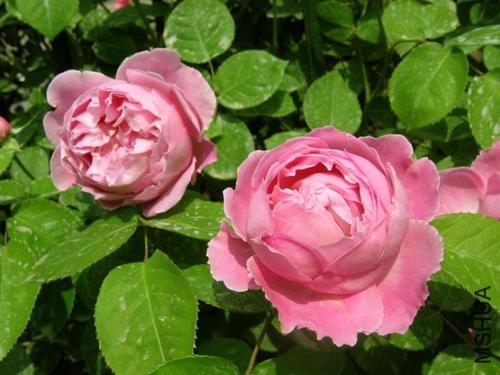 最特别的月季品种玛丽玫瑰,月季界的妖花-玛丽玫瑰