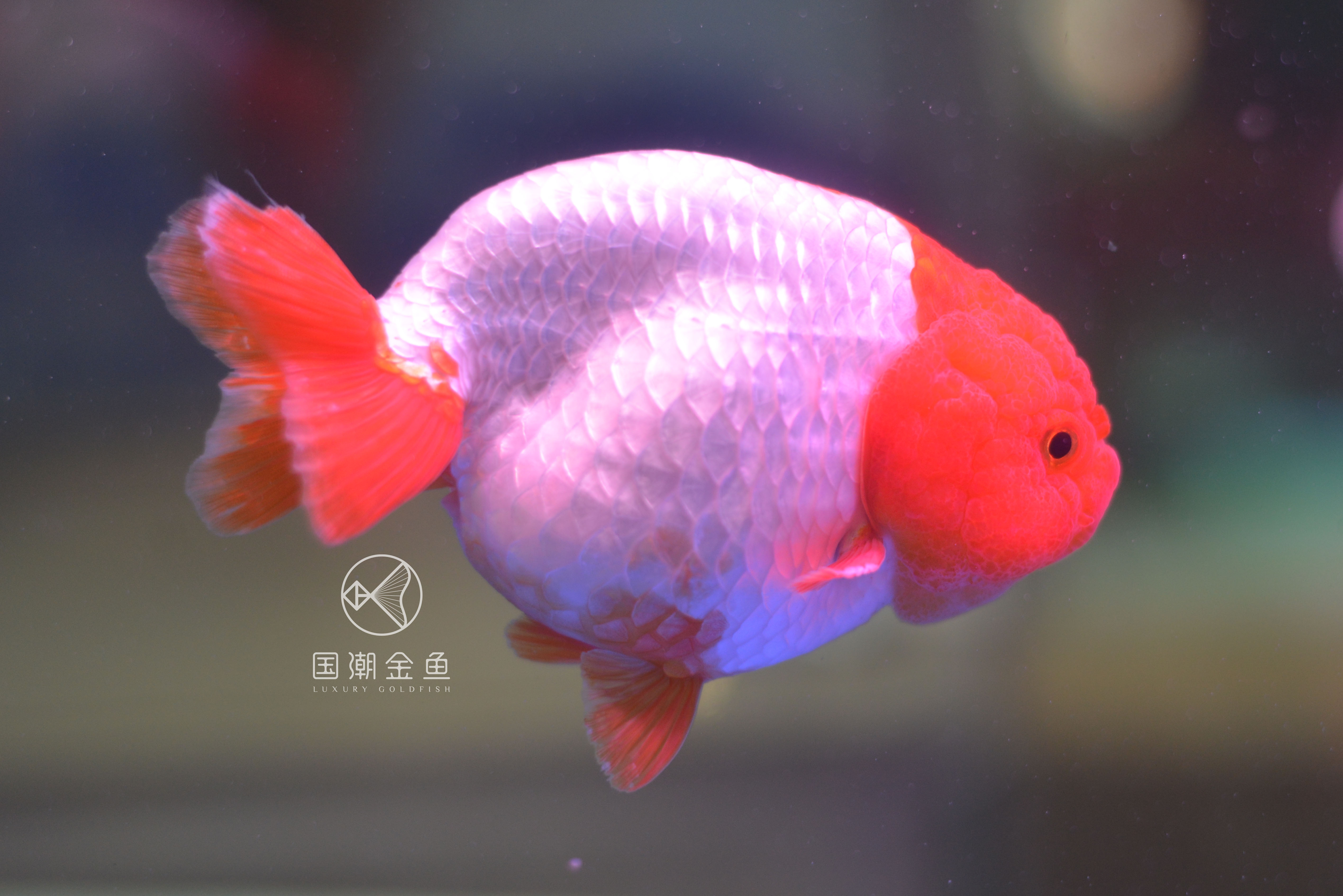 金鱼的颜色与光照的关系,什么品种的金鱼后期颜色稳定